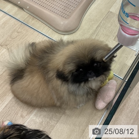 ペキニーズの写真