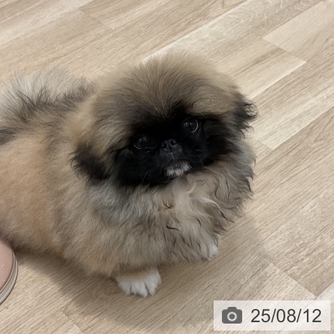 ペキニーズの写真
