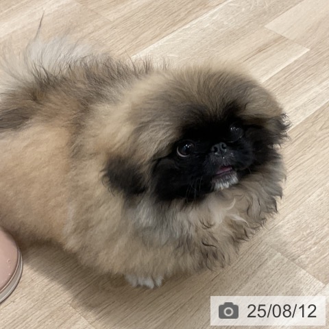 ペキニーズの写真