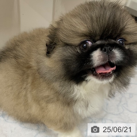 ペキニーズの写真