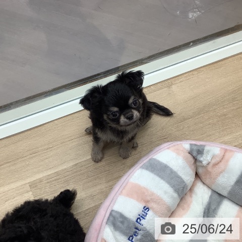 チワワの写真