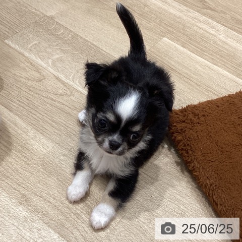 チワワの写真