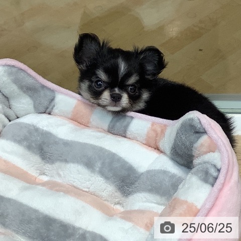 チワワの写真