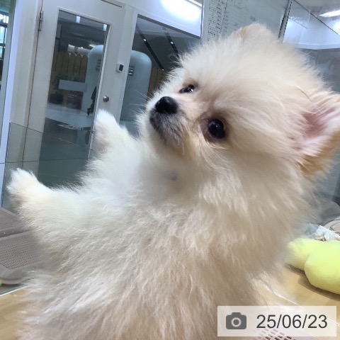 ポメラニアンの写真