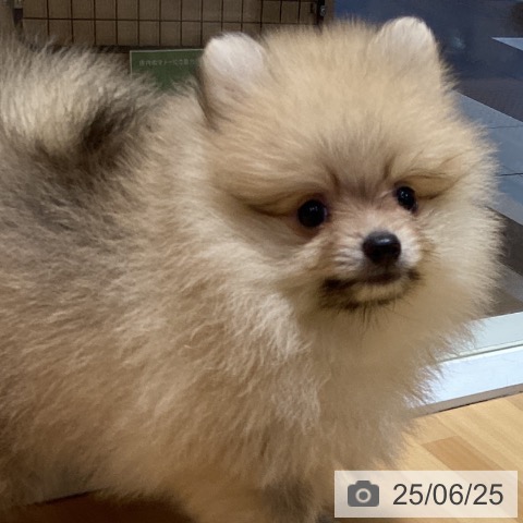 ポメラニアンの写真