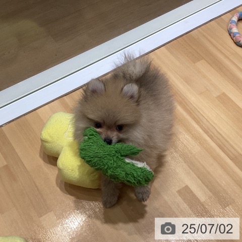 ポメラニアンの写真