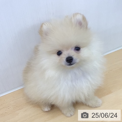 ポメラニアンの写真