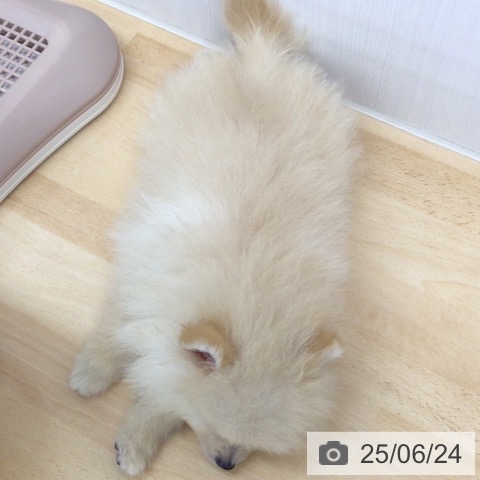 ポメラニアンの写真