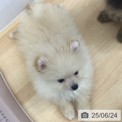 ポメラニアンの写真