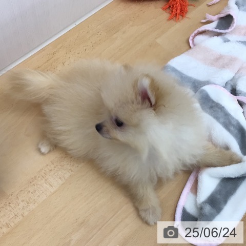 ポメラニアンの写真