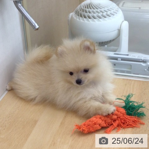 ポメラニアンの写真