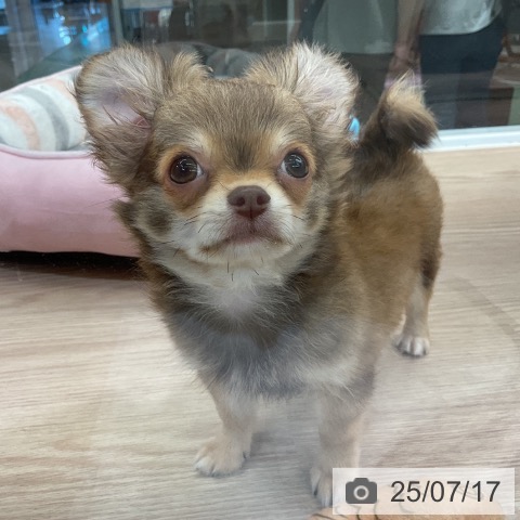 チワワの写真