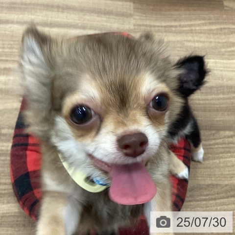 チワワの写真