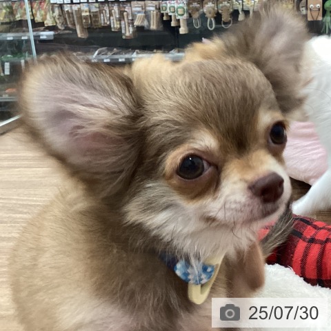 チワワの写真