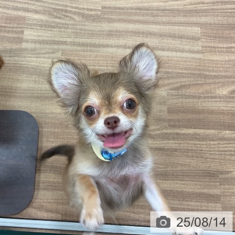 チワワの写真