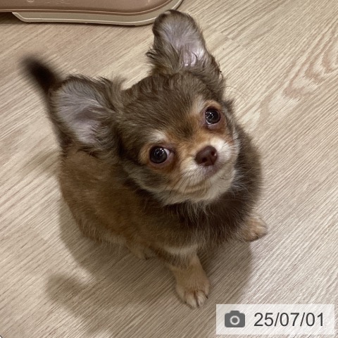 チワワの写真
