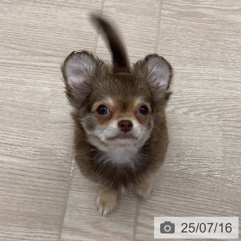 チワワの写真
