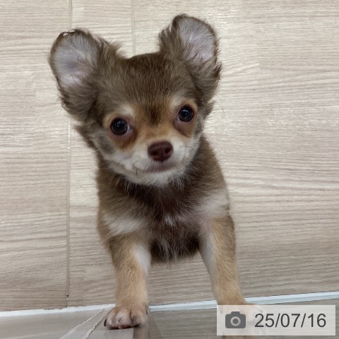 チワワの写真