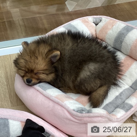 ポメラニアンの写真
