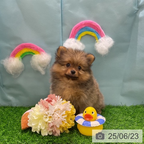 ポメラニアンの写真
