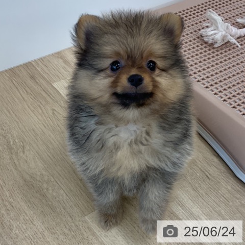 ポメラニアンの写真