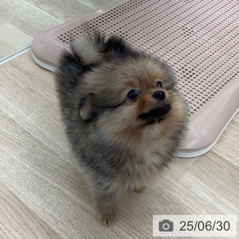 ポメラニアンの写真