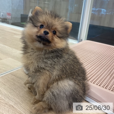 ポメラニアンの写真