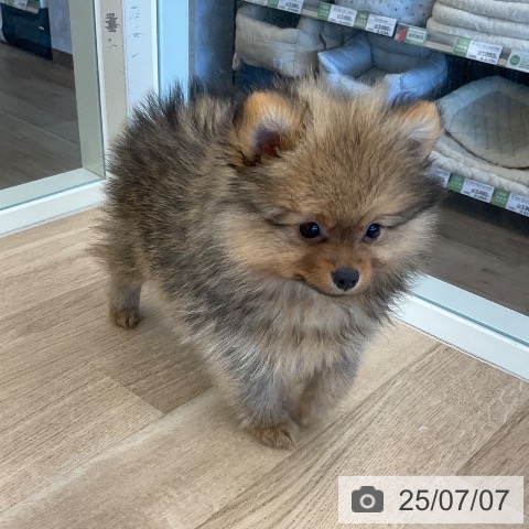 ポメラニアンの写真