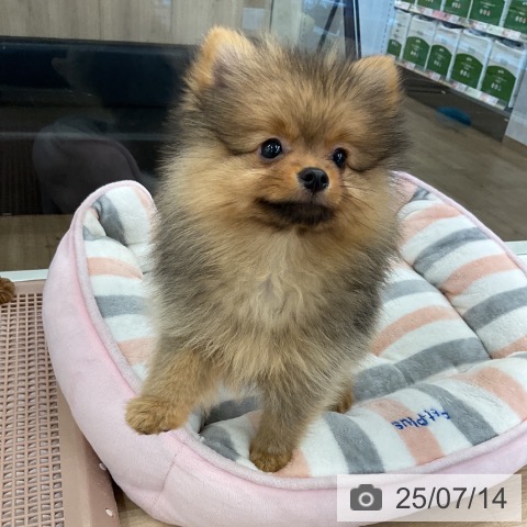 ポメラニアンの写真