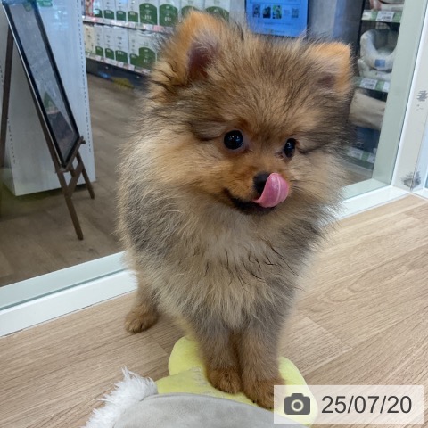 ポメラニアンの写真