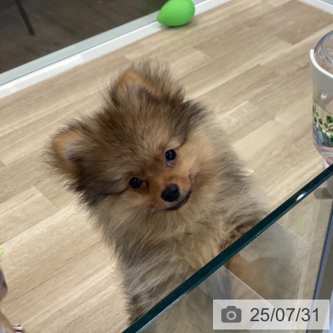 ポメラニアンの写真