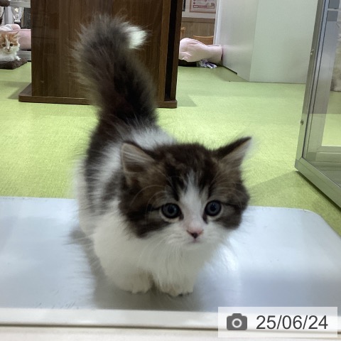 マンチカンの写真