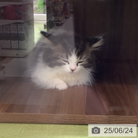 マンチカンの写真