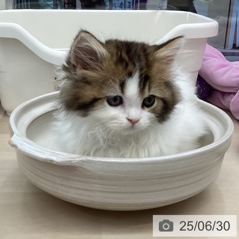 マンチカンの写真