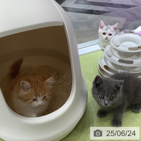 マンチカンの写真