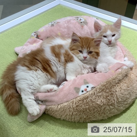 マンチカンの写真
