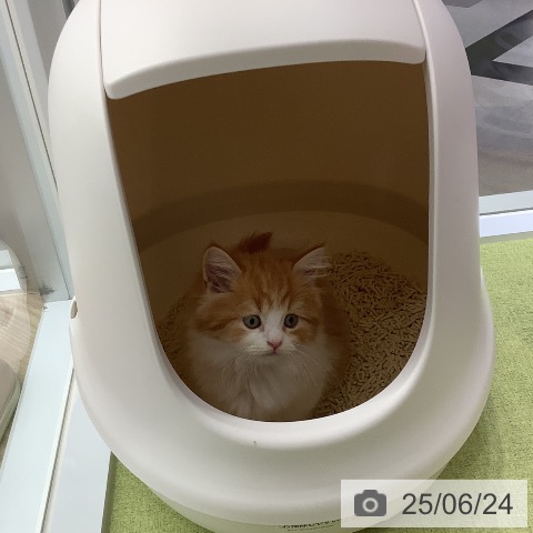 マンチカンの写真
