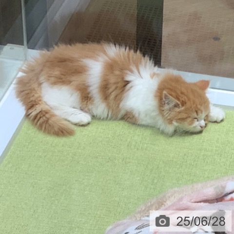 マンチカンの写真