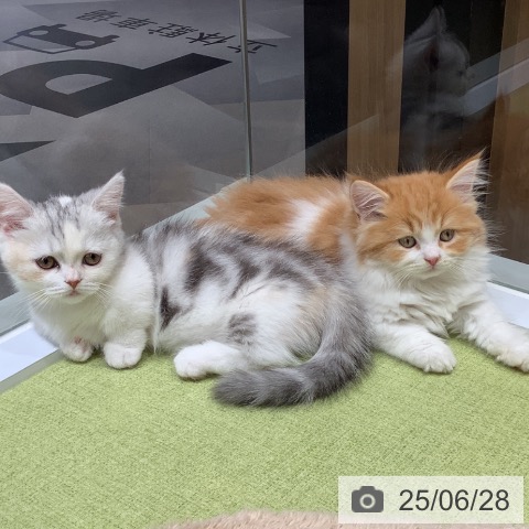 マンチカンの写真
