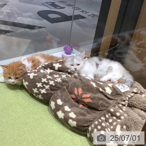 マンチカンの写真