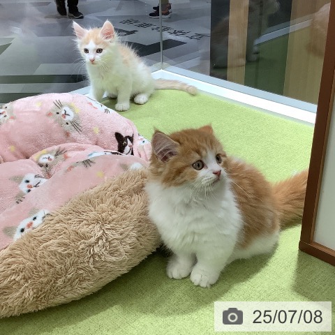 マンチカンの写真