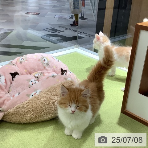 マンチカンの写真