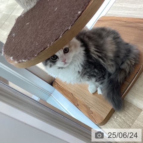 スコティッシュフォールドの写真