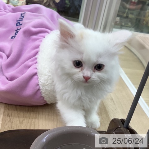 スコティッシュフォールドの写真
