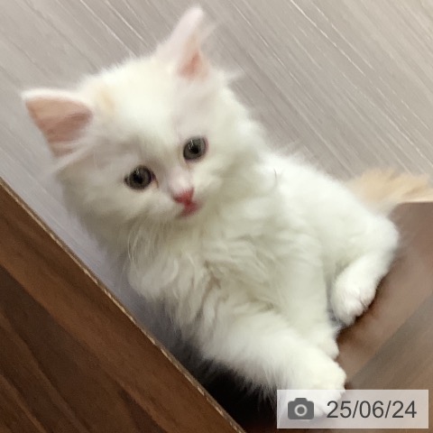 スコティッシュフォールドの写真