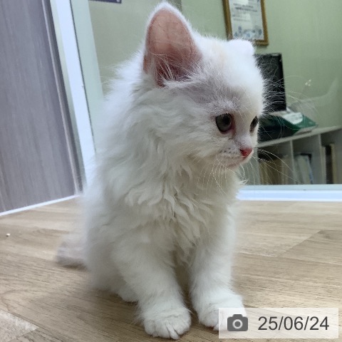 スコティッシュフォールドの写真