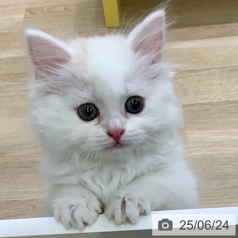 スコティッシュフォールドの写真