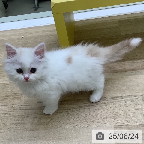 スコティッシュフォールドの写真