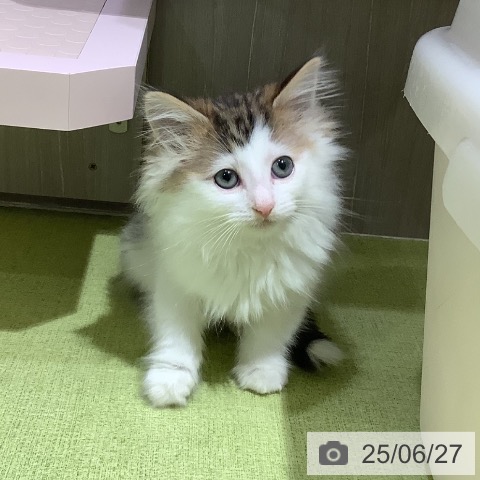 ノルウェージャンフォレストキャットの写真