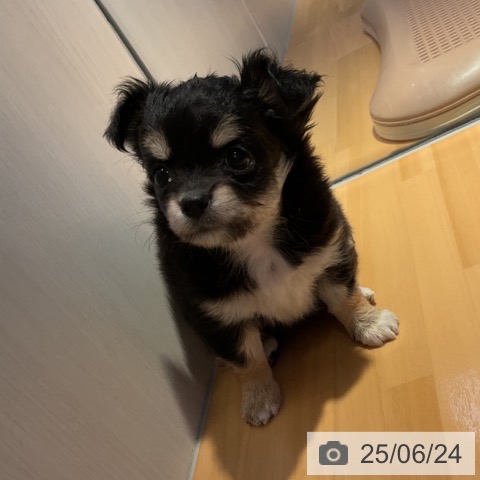 チワワの写真